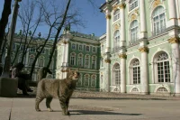 Петербуржцам пообещали меньше осадков и больше солнца на выходных