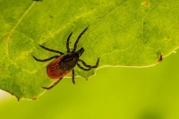 Клещи проснулись раньше срока