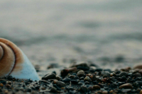 На пляже в Анапе обнаружили новые небольшие выбросы мазута