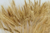 На льготные кредиты экспортерам сельхозпродукции выделят почти 8 млрд рублей