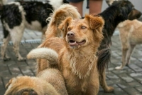 Черных заводчиков собак хотят вывести из тени