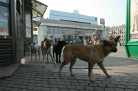 Госдума запросит позицию Правительства по законопроекту о бездомных животных