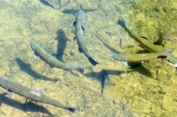 Государство поможет создать питомники для форели