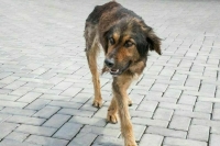 В Госдуму внесли проект обращения к Мишустину по вопросу бездомных животных 