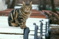 Вильфанд пообещал москвичам резкие перепады температуры воздуха