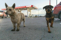 Депутаты предлагают запретить подкармливать бездомных животных