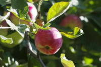 Путин призвал нарастить производство отечественных яблок