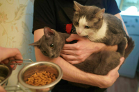 Роскачество: Мошенники угрожают россиянам изъять домашних животных