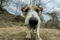 Владельцев собак предлагают обязать сообщать о пропаже животного