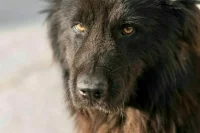 Список потенциально опасных собак предлагают расширить