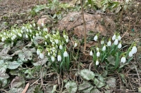 Синоптик Шувалов: Апрель в Москве будет на 2—3 градуса теплее положенного