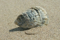 Более 200 тонн нефтесодержащих отходов собрали на пляжах Кубани