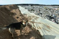 Госдума приняла в I чтении законопроект о муниципальной охране окружающей среды