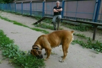 Депутаты предложили запретить выгул опасных собак детям до 16 лет и пьяным