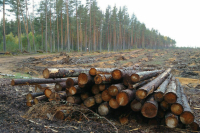 Минэкономразвития предлагает снять ограничения на рубку в защитных лесах