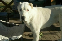 В России обсуждают идею о выгуле всех крупных собак только в наморднике