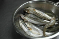 В Петербурге обнаружили партию зараженной корюшки