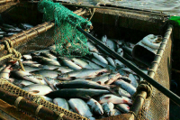 Браконьеры не скроются от инспектора рыбнадзора