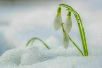 День подснежника празднуется 19 апреля