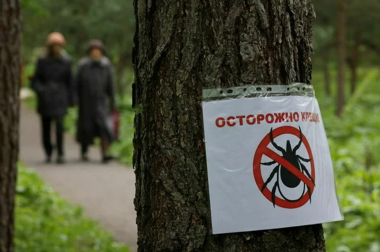 Россиянам напомнили об угрозе, которую несут клещи