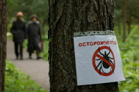 Россиянам напомнили об угрозе, которую несут клещи