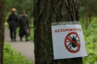 Россиянам напомнили об угрозе, которую несут клещи