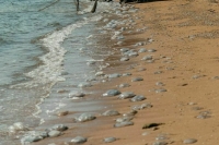 Роспотребнадзор: В Анапе и Темрюкском районе 150 пляжей непригодны для купания