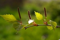 Вильфанд объяснил, почему у москвичей обострилась аллергия на березу