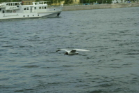 В Петербурге подводят итоги конкурса «Морской венок славы: моряки на службе Отечества»