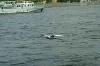 В Петербурге подводят итоги конкурса «Морской венок славы: моряки на службе Отечества»