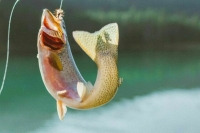 Правила работы рыбохозяйственных организаций упростят