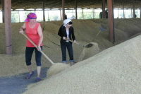 Аграриям из приграничных регионов продлят сроки действия грантов