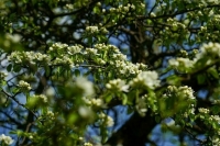 Москвичам рассказали, когда май вернется к климатической норме