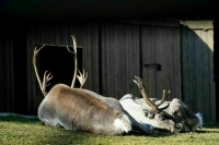 Историк: В годы войны на службу в Красную армию «призывали» северных оленей