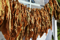 Регистрацию оборудования для производства табака упростят