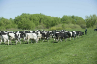 Регионам хотят разрешить устанавливать нормы содержания скота