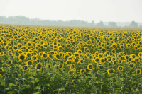 Создание компонентов для производства средств защиты растений предложили ускорить