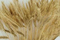 В Минсельхозе рассказали, скольким странам Россия поставляет продукцию АПК