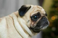 Мопса — в переноску, соседа — за стол: какие правила действуют в поездах