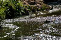 В Енисей попало 30 тонн топлива из поврежденного теплохода