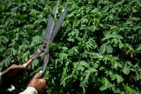 Трава у дома: кому стоит опасаться потери дачи