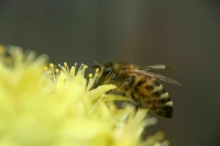 Правила оповещения пчеловодов уточнят 