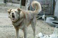 Жаловаться на агрессивных животных предлагают по номеру «112»