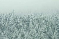 Участник трейла в Хибинах, где погибли люди, рассказал о тяжелых условиях забега