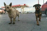 Дорожную карту по обращению с животными планируют составить в 2026 году