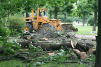 Российские леса дополнительно защитят от застройки