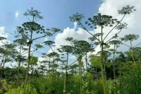 Иностранные комары помогут уничтожить российский борщевик
