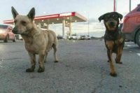 Депутаты предложили резко поднять штрафы за плохое содержание домашних животных