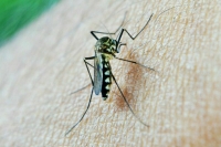 Эксперт рассказал, чем на самом деле опасны комары