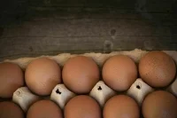 Минсельхоз проработает меры для стабилизации цен на яйца